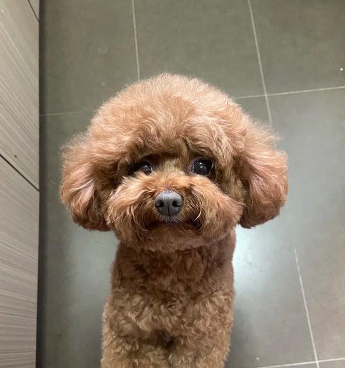 老年犬心衰的症状及其管理方法（老年犬心衰的常见症状及应对措施