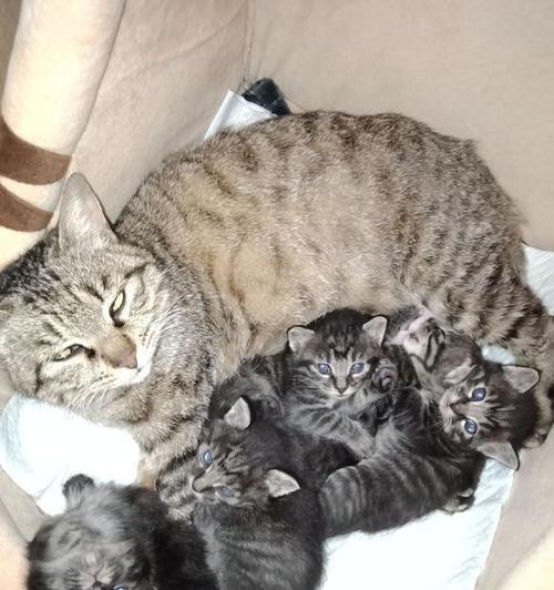 狗破腹产后多久可以洗澡？（了解适合狗破腹产后洗澡的最佳时间和方法）(图2)