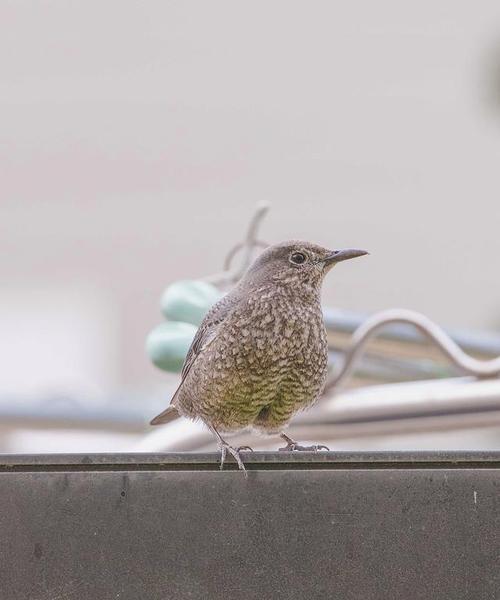 鸟类的食物选择与适应策略(揭秘鸟类的饮食秘密与进化奥秘)(图3) 鸟类的食物选择与适应策略(揭秘鸟类的饮食秘密与进化奥秘)(图3)