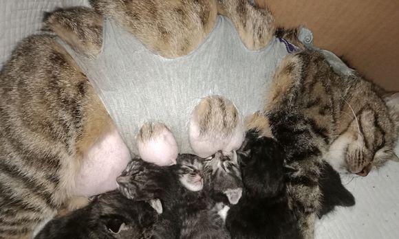 狗破腹产后多久可以洗澡？（了解适合狗破腹产后洗澡的最佳时间和方法）(图4)