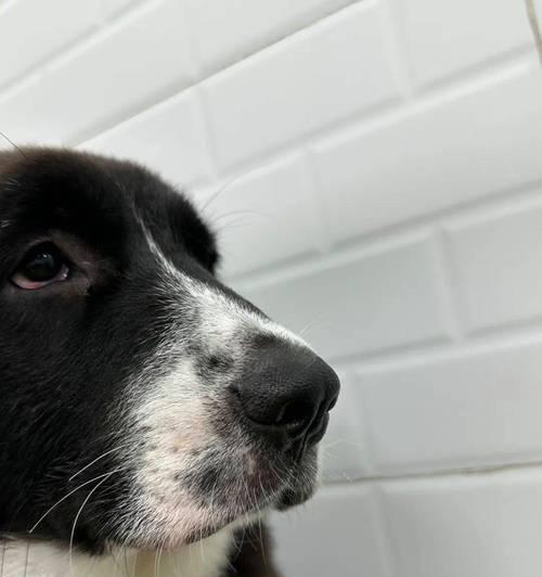 狗破腹产后多久可以洗澡？（了解适合狗破腹产后洗澡的最佳时间和