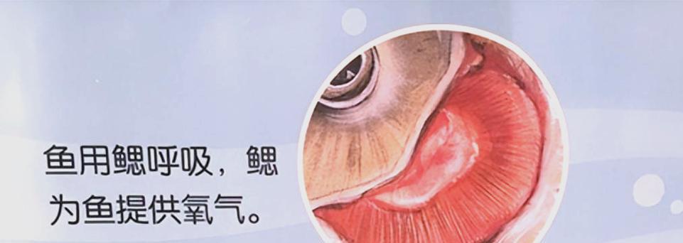 鱼类的呼吸方式与多样性(探索鱼类呼吸系统的奥秘及其多种适应策略)(图2) 鱼类的呼吸方式与多样性(探索鱼类呼吸系统的奥秘及其多种适应策略)(图2)