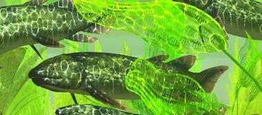 鱼类的呼吸方式与多样性(探索鱼类呼吸系统的奥秘及其多种适应策略)(图3) 鱼类的呼吸方式与多样性(探索鱼类呼吸系统的奥秘及其多种适应策略)(图3)