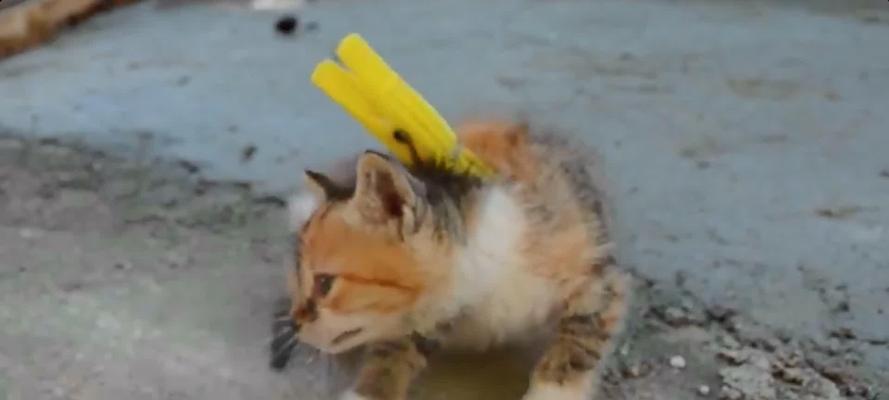 抓住猫的颈部为什么能使其一动不动？（颈部控制）(图1)