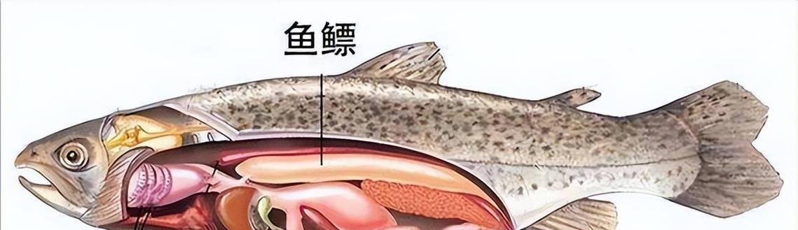 鱼类的呼吸方式与多样性（探索鱼类呼吸系统的奥秘及其多种适应策