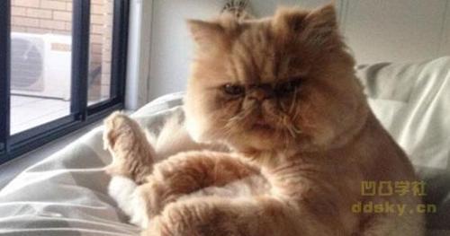 抓住猫的颈部为什么能使其一动不动？（颈部控制）(图2)