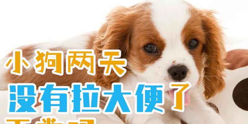 解析为什么狗大便多?(探究狗大便频繁的原因及相关健康问题)(图3) 解析为什么狗大便多?(探究狗大便频繁的原因及相关健康问题)(图3)