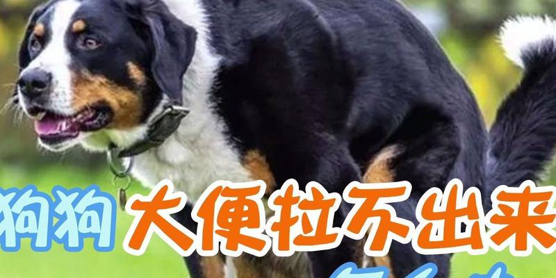 解析为什么狗大便多?(探究狗大便频繁的原因及相关健康问题)(图1) 解析为什么狗大便多?(探究狗大便频繁的原因及相关健康问题)(图1)
