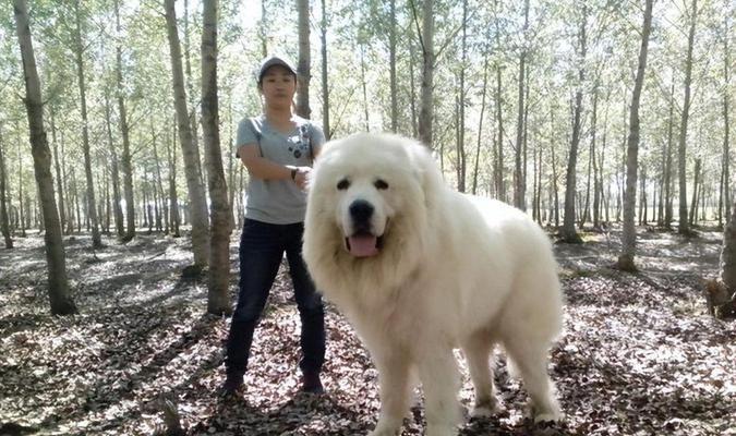 探索宠物狗世界（从阿富汗猎犬到约克夏梗，了解世界各地的宠物狗种类）(图2)