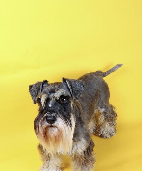 雪纳瑞犬(探索雪纳瑞犬的可爱与亲密)(图3) 雪纳瑞犬(探索雪纳瑞犬的可爱与亲密)(图3)