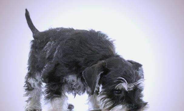 雪纳瑞犬(探索雪纳瑞犬的可爱与亲密)(图1) 雪纳瑞犬(探索雪纳瑞犬的可爱与亲密)(图1)