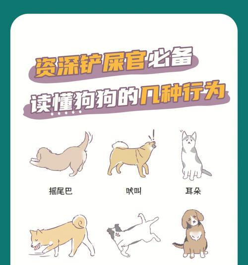 揭秘狗狗的心声（通过狗语和肢体动作，与狗