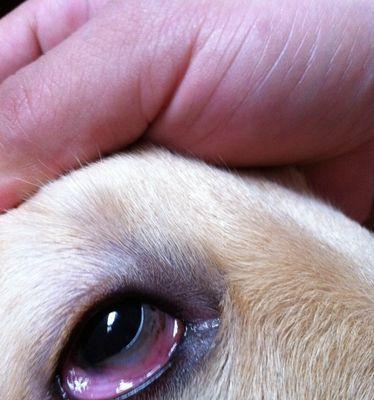 探秘小金毛肉垫的神奇色彩（揭开小金毛肉垫颜色背后的秘密）(图2)