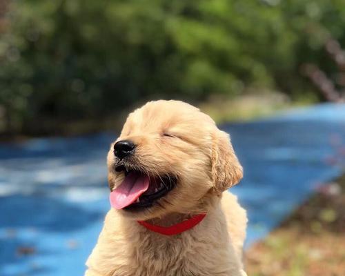 探秘小金毛肉垫的神奇色彩（揭开小金毛肉垫