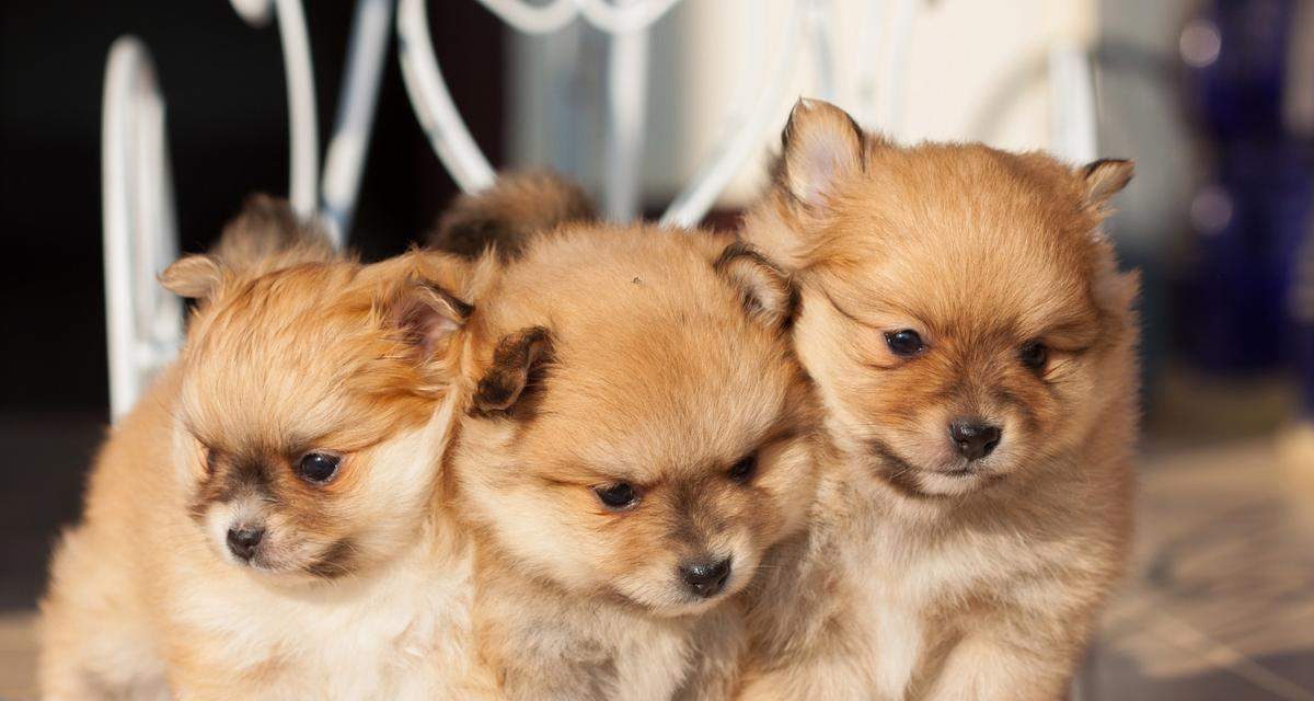 狗狗运动的重要性（科学合理的运动时间安排能让狗狗更健康快乐）(图2)