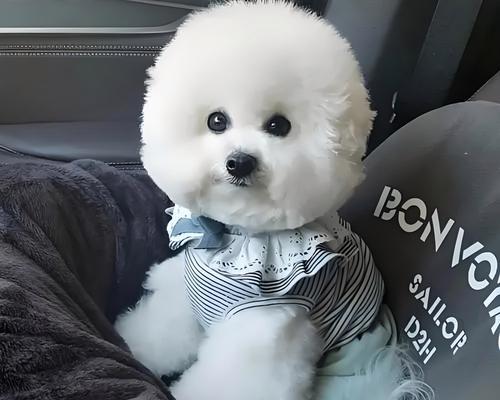 狗狗运动的重要性（科学合理的运动时间安排