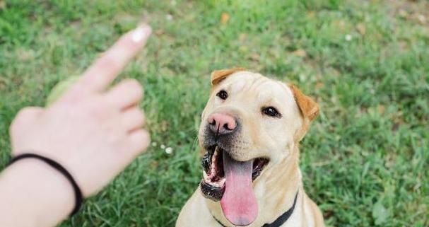 狗狗舔人手的意义（探索狗狗舔人手背后的行