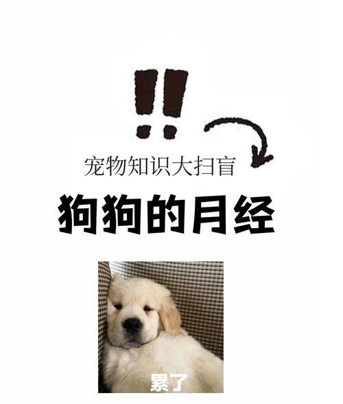 狗狗的生理周期(了解狗狗生理周期的重要性与常见问题)(图2) 狗狗的生理周期(了解狗狗生理周期的重要性与常见问题)(图2)