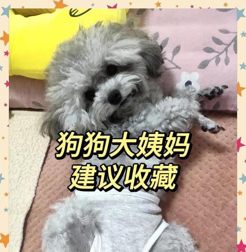 狗狗的生理周期（了解狗狗生理周期的重要性