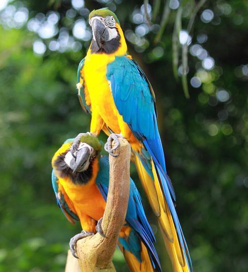 八哥和鹦鹉的对比（探究八哥与鹦鹉的智能差异，发现八哥的独特优势）(图2)