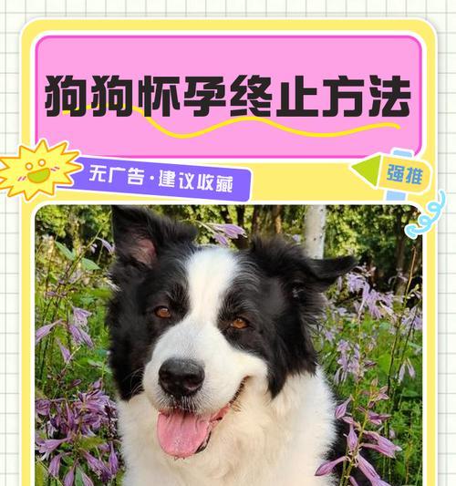 怀孕前多久与狗隔离的重要性（保护孕妇健康，宠物和孕期需要关注的事项）(图2)