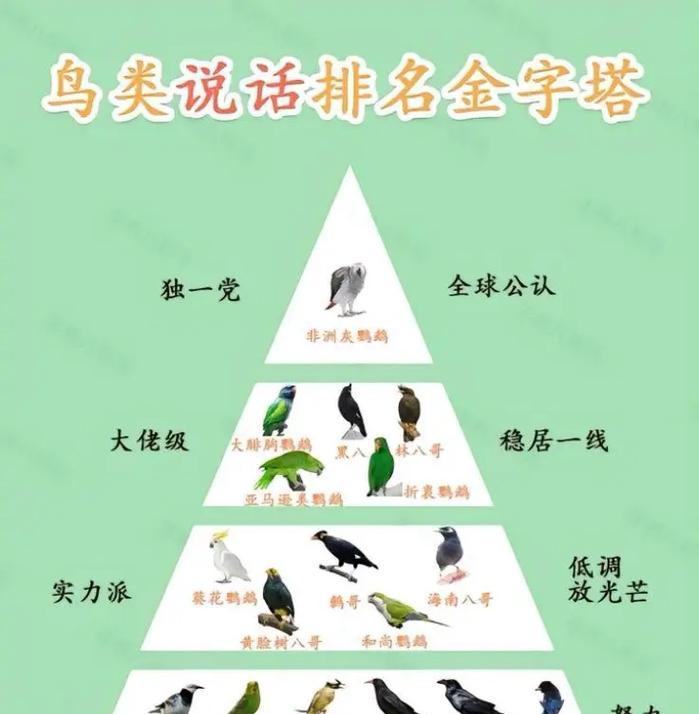 八哥和鹦鹉的对比（探究八哥与鹦鹉的智能差异，发现八哥的独特优势）(图1)