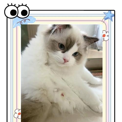 猫咪性成熟的时间及影响因素（从幼猫到成年猫，性成熟需要多久？）(图2)