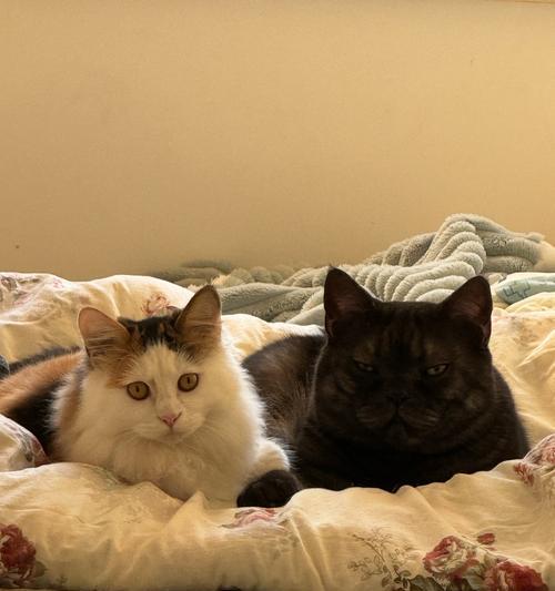 猫咪性成熟的时间及影响因素（从幼猫到成年