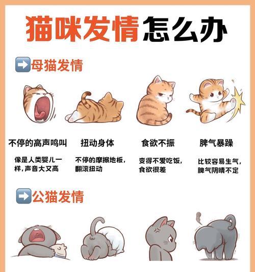 猫咪性成熟的时间及影响因素（从幼猫到成年猫，性成熟需要多久？）(图3)