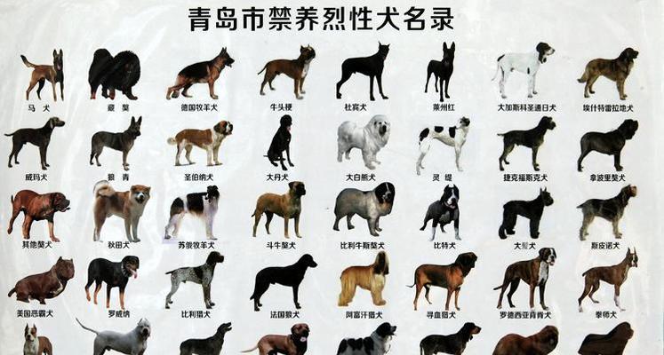 狗狗品种大全——探索各类可爱狗狗的特点和特征(全面了解不同狗狗品种,带你进入狗狗的多彩世界)(图2) 狗狗品种大全——探索各类可爱狗狗的特点和特征(全面了解不同狗狗品种,带你进入狗狗的多彩世界)(图2)