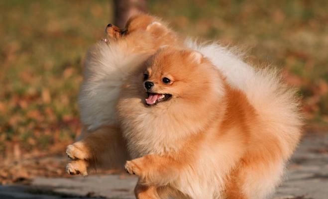 博美犬的缺点与不足（了解博美犬的不好之处