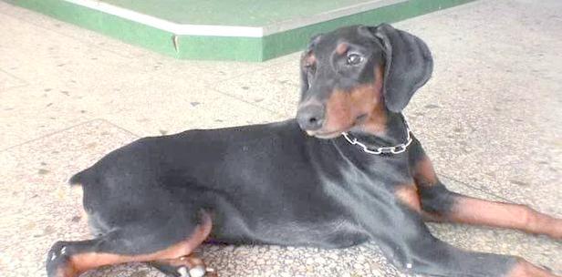 狗断尾（保护狗的健康与安全，断尾是必要之