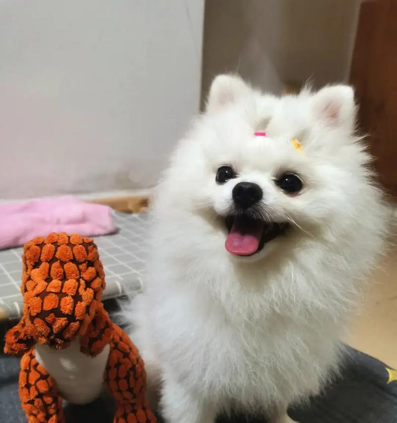 博美犬的缺点与不足（了解博美犬的不好之处，做出明智的选择）(图3)