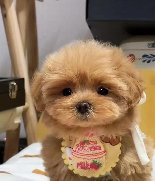 不掉毛的犬种大揭秘（探索那些不会让你家沙发满是狗毛的犬种）(图1)