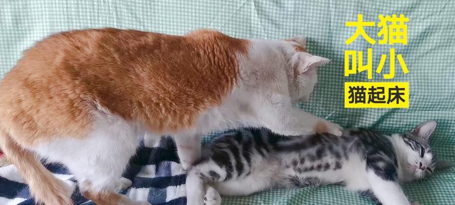 大猫不肯给小猫喂奶的解决方法（小猫渴望奶水，大猫应该如何应对？）(图2)