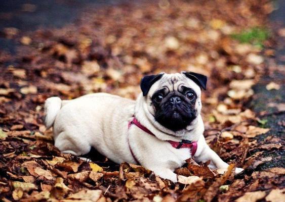 探索宠物狗世界（从阿富汗猎犬到约克夏梗，了解世界各地的宠物狗种类）(图3)
