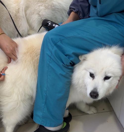 狗儿接种疫苗后多久能出门？（了解狗儿疫苗接种后的出门时间安排）(图3)