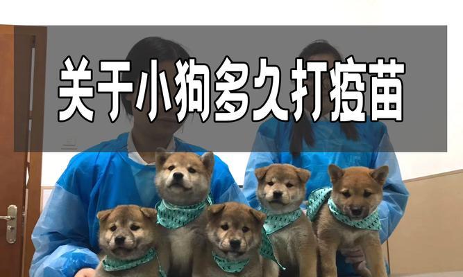 狗儿接种疫苗后多久能出门？（了解狗儿疫苗接种后的出门时间安排）