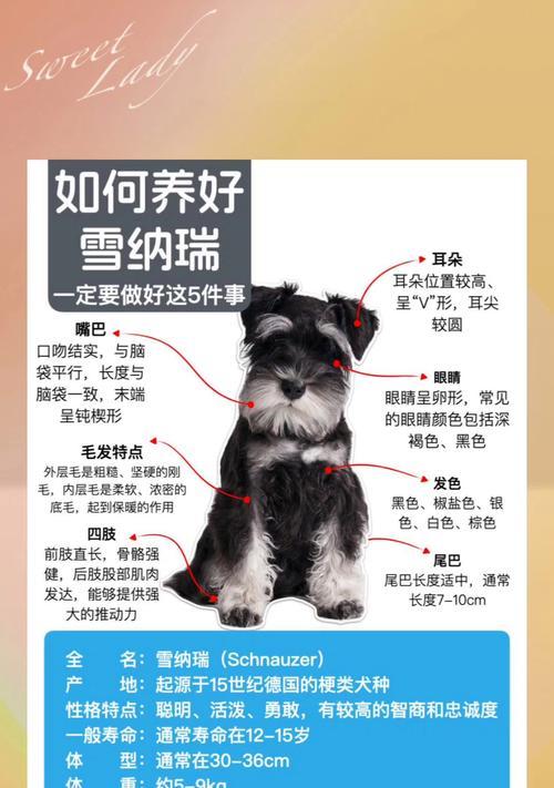 雪纳瑞犬（探索雪纳瑞犬的可爱与亲密）(图2)