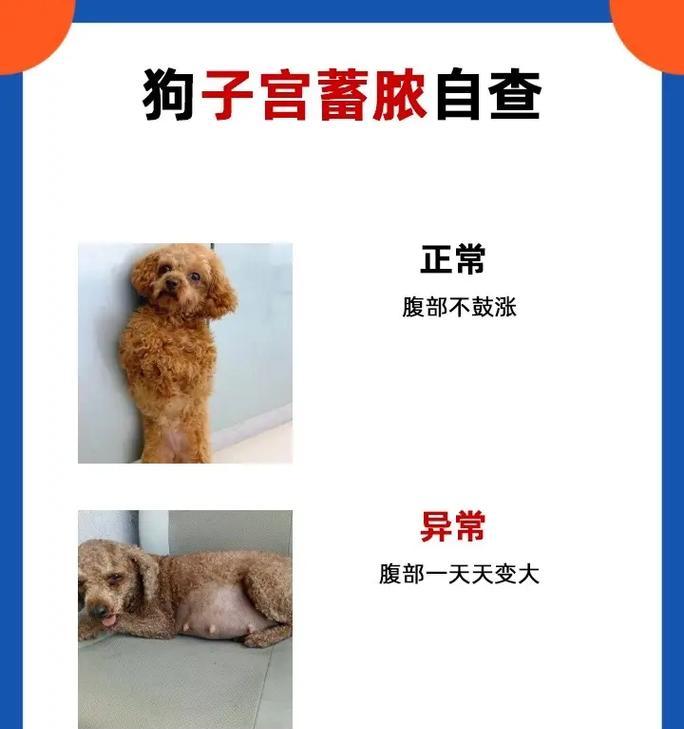狗狗腹部肿大的原因及处理方法（了解狗狗腹部肿大的原因，及时采取正确的处理方法）(图1)