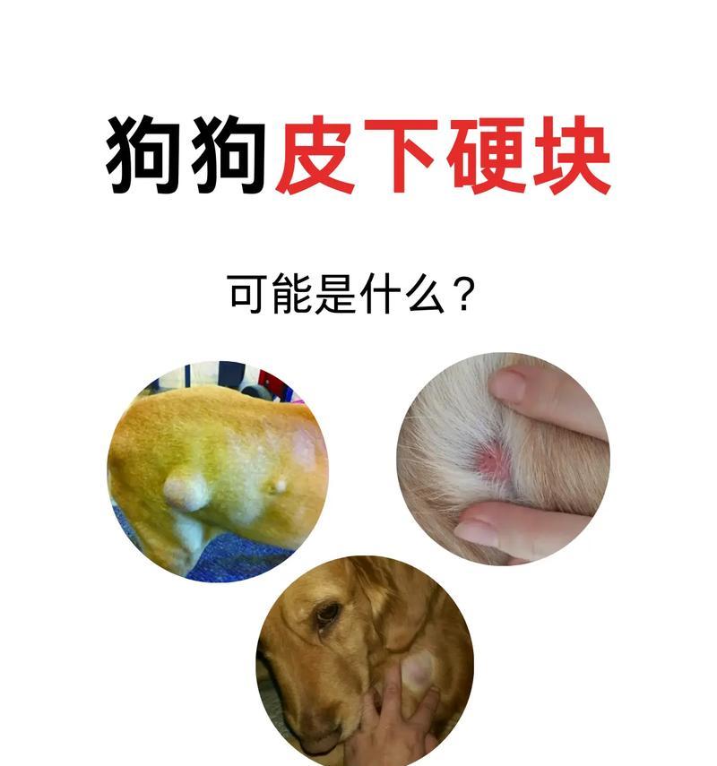 狗狗腹部肿大的原因及处理方法（了解狗狗腹部肿大的原因，及时采取正确的处理方法）(图2)