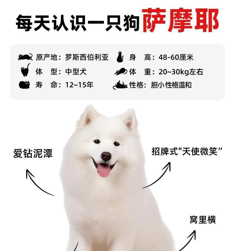 如何让萨摩犬不再拆家（探索萨摩犬的破坏性行为及解决方案）(图1)