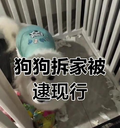 如何让萨摩犬不再拆家（探索萨摩犬的破坏性行为及解决方案）(图2)