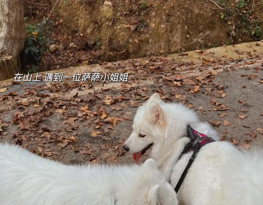 如何让萨摩犬不再拆家（探索萨摩犬的破坏性行为及解决方案）(图3)