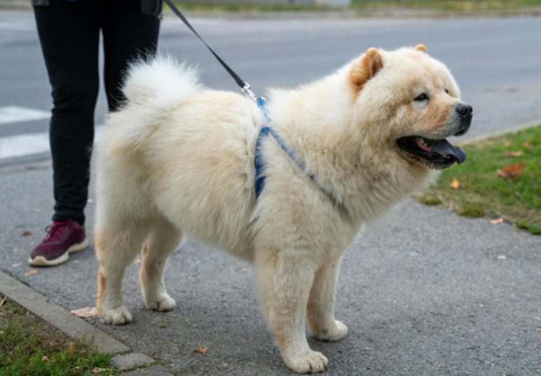 夏季遛狗保命指南（附中暑急救技巧）(图1)