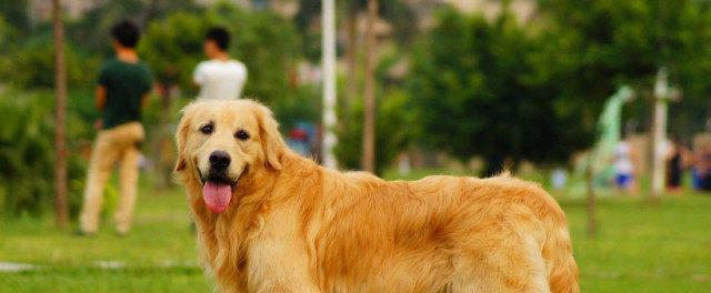 探秘小金毛肉垫的神奇色彩（揭开小金毛肉垫颜色背后的秘密）(图3)