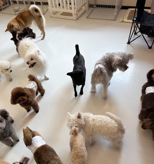 运动对狗的好处（促进健康和快乐的关键）(图1)