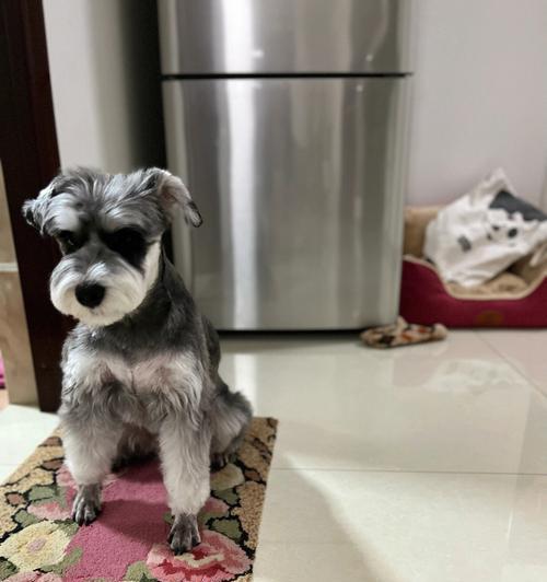 选择合适的宠物狗购买指南（如何选择适合自己的宠物狗，让它成为你的忠实伙伴）(图3)