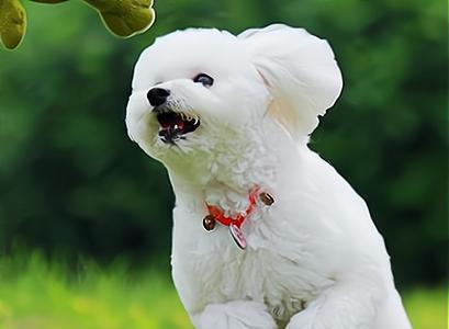 选择合适的宠物狗购买指南（如何选择适合自己的宠物狗，让它成为你的忠实伙伴）(图1)