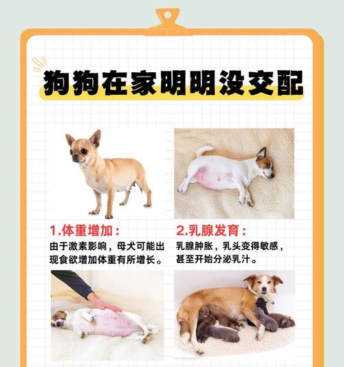 怀孕前多久与狗隔离的重要性（保护孕妇健康，宠物和孕期需要关注的事项）(图4)